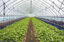 土壤水分測定儀指導壽光蔬菜大棚灌溉
